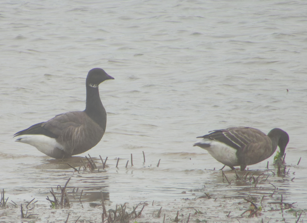 Photo of Brent Goose